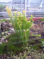 Sarracenia (fam Sarraceniacees) (02) (Photo F. Mrugala)